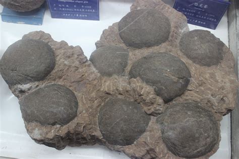 家書法字 水晶恐龍蛋化石